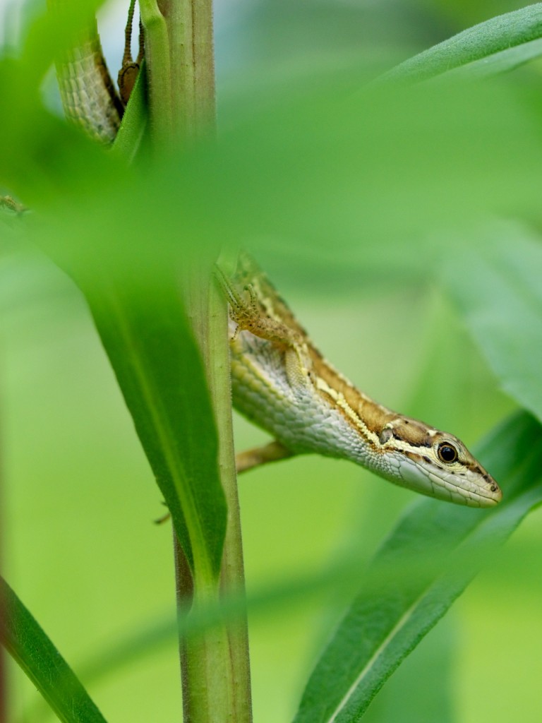 ニホンカナヘビ